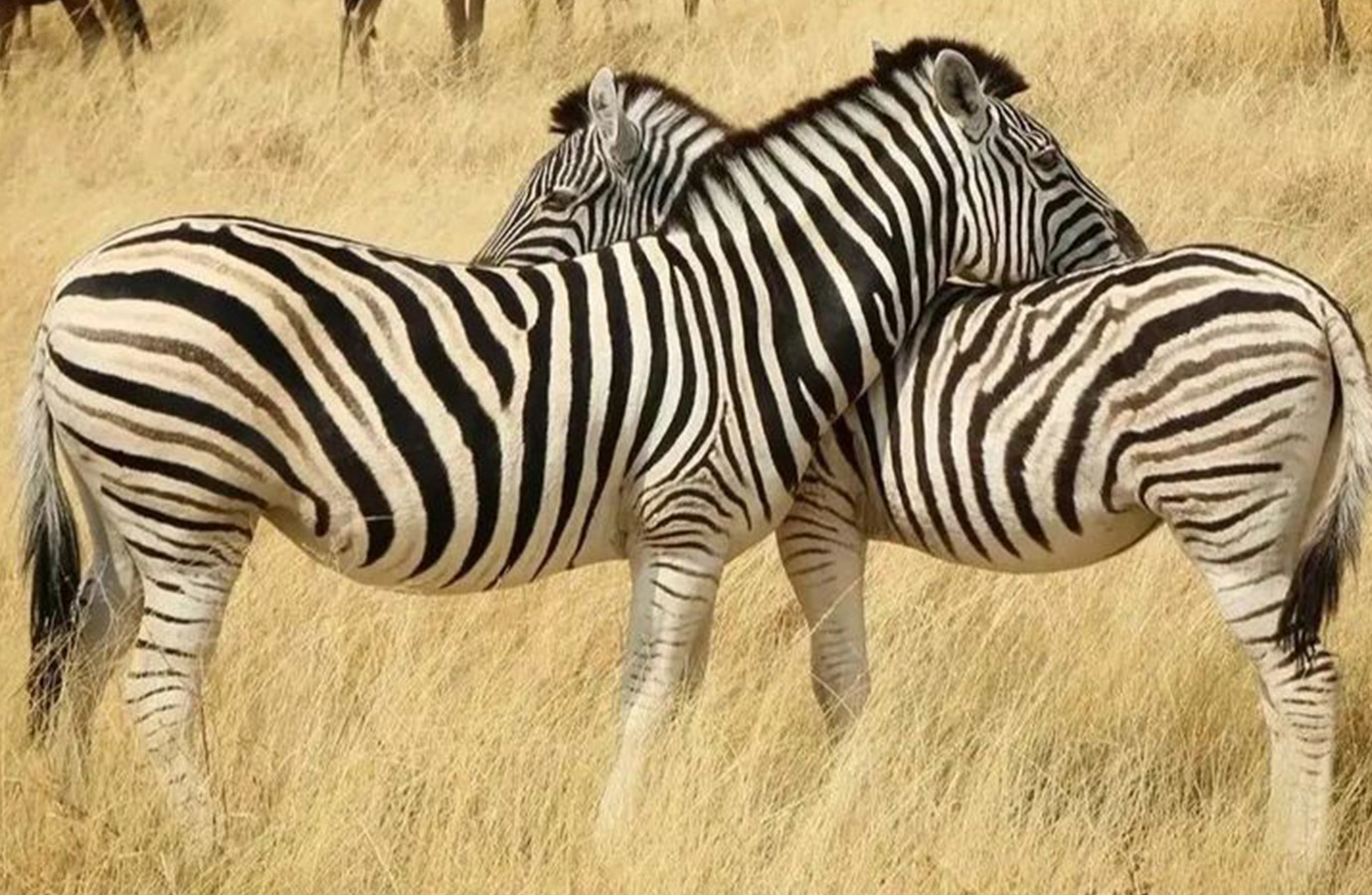 Maasai Mara
